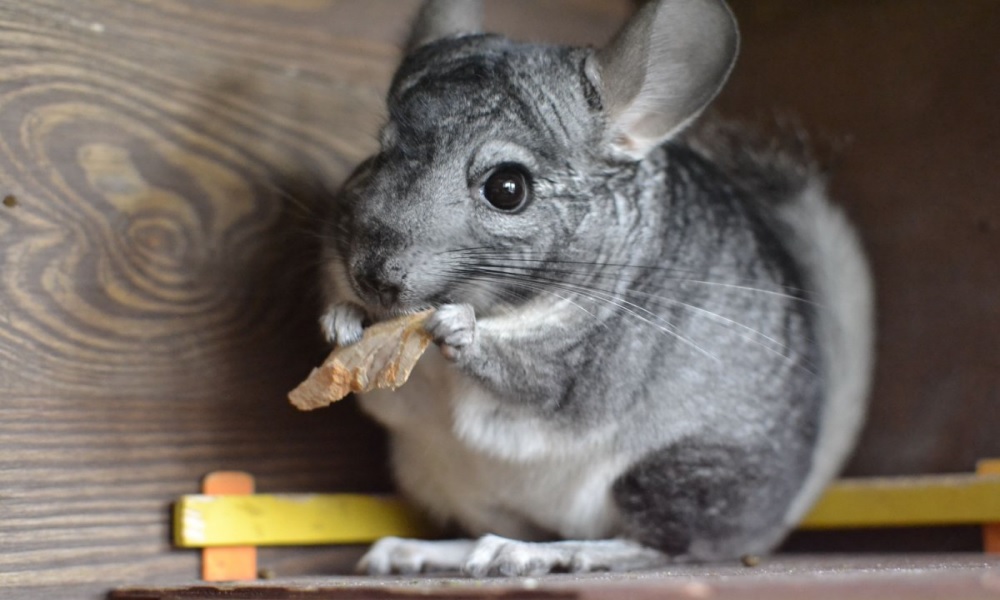 RATON chinchillaboerderij Kraków Radvanowice