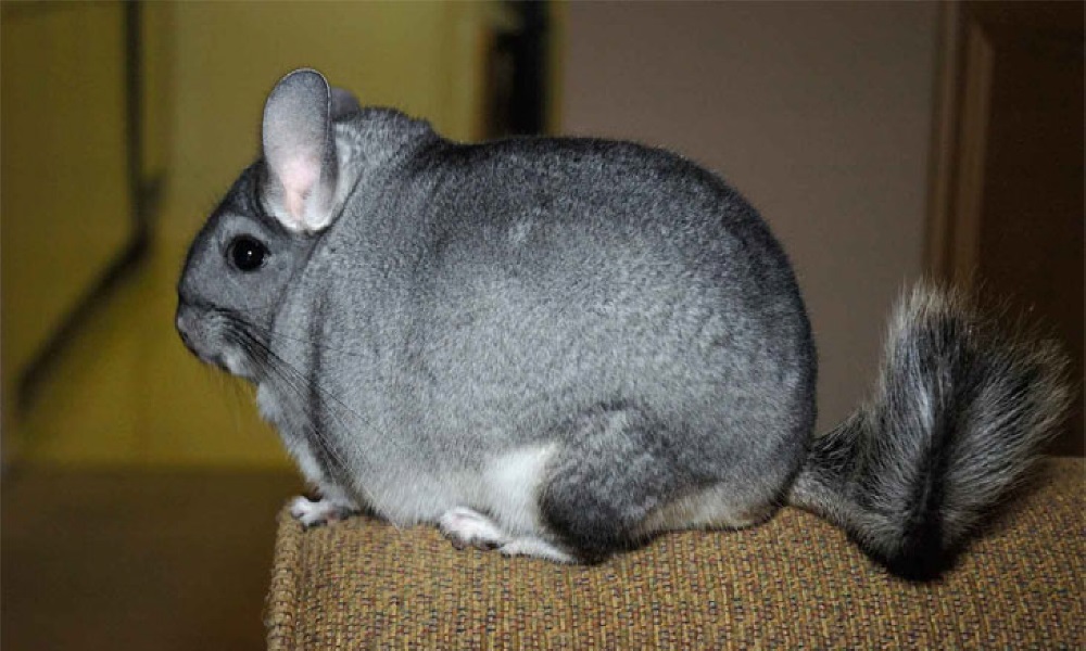 RATON chinchillaboerderij Kraków Radvanowice