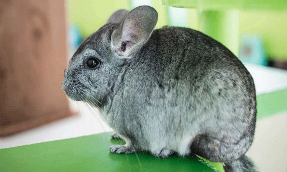 RATON chinchillaboerderij Kraków Radvanowice