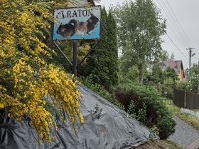 RATON chinchillaboerderij Kraków Radvanowice