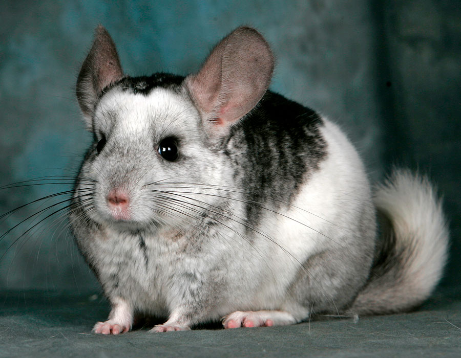 RATON chinchillaboerderij Kraków Radvanowice