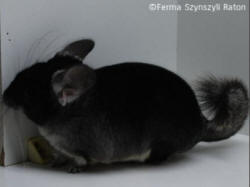 RATON chinchillaboerderij Kraków Radvanowice